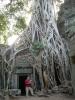 Banian tree, Angkor Cambodge 2008