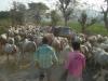 17. Zébus - Inde 2011