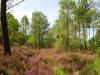 Bosc