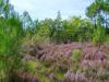 Calluna